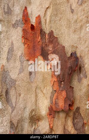 Eucalipto di corteccia di albero, Keaiwa Heiau del Parco Statale di Oahu, Hawaii. Foto Stock