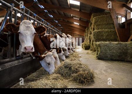 Vacche da latte nelle stalle, che mangiano fieno. Per la produzione di prodotti lattiero-caseari. Foto Stock