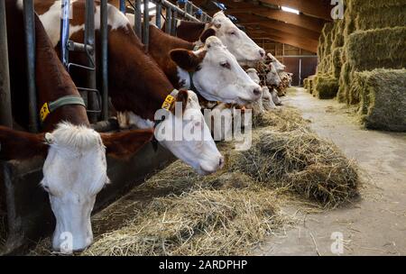 Vacche da latte nelle stalle, che mangiano fieno. Per la produzione di prodotti lattiero-caseari. Foto Stock