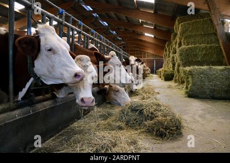 Vacche da latte nelle stalle, che mangiano fieno. Per la produzione di prodotti lattiero-caseari. Foto Stock