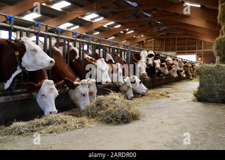 Vacche da latte nelle stalle, che mangiano fieno. Per la produzione di prodotti lattiero-caseari. Foto Stock