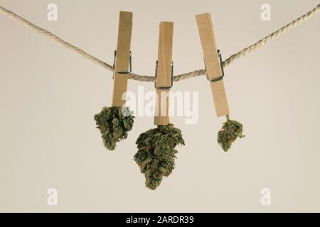 Fiori di marijuana su una linea di canapa con uno sfondo bianco Foto Stock