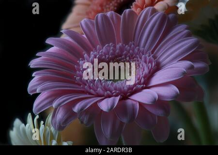 Un macro di un fiore di Gerbera rosa Foto Stock