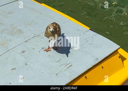 Venezia, Italia - 19 aprile 2019: Modello Seagull che si posa sul motoscafo giallo in uno dei canali di Venezia, in Italia durante la giornata di sole. Foto Stock