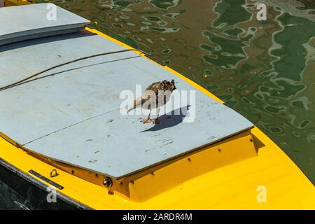 Venezia, Italia - 19 aprile 2019: Modello Seagull che si posa sul motoscafo giallo in uno dei canali di Venezia, in Italia durante la giornata di sole. Foto Stock