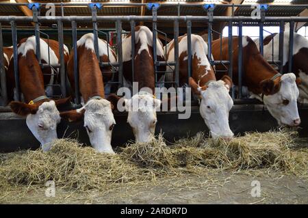 Vacche da latte nelle stalle, che mangiano fieno. Per la produzione di prodotti lattiero-caseari. Foto Stock