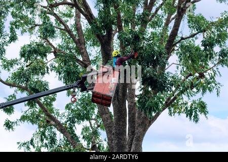 Potatura e segatura di alberi da parte di un uomo con motosega, in piedi su una piattaforma di una seggiovia meccanica, ad alta quota tra i rami di grande albero Foto Stock