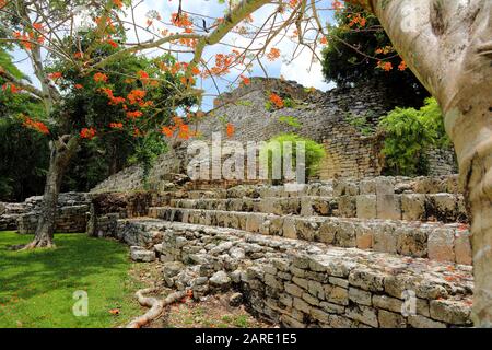 I fiori rosso-arancio di un albero Delonix Regia si estendono sotto un cielo blu sopra le rovine di pietra dell'antica città Maya di Kohunlich, Messico, chiamato Foto Stock