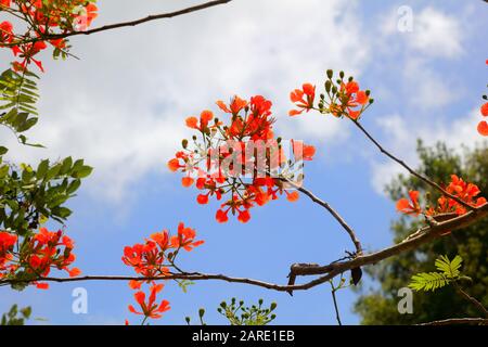 I fiori rossi luminosi di un albero Delonix Regia e una fitta rete di rami contro un cielo blu profondo nella città maya di Kohunlich, Messico. Foto Stock