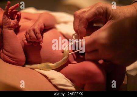 Le mani di un medico ostetrico sono viste al lavoro vicino in su in te i momenti dopo il parto, legando il cordone ombelicale intatto del bambino neonato, con lo spazio della copia Foto Stock