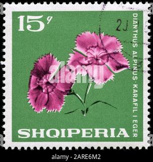 Alpine Pink (Dianthus Alpinus) Foto Stock