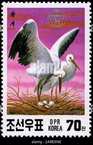 Storia Bianca Orientale (Ciconia ciconia boyciana) Foto Stock