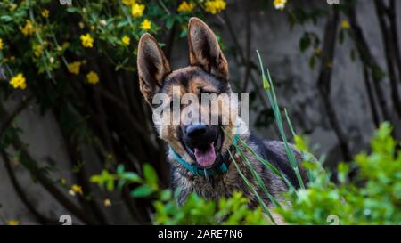 Primo piano fuoco selettivo di un carino vecchio Pastore tedesco Cane in un giardino Foto Stock
