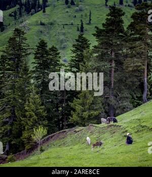 Collina coperta in foreste circondate da mucche da pascolo con un donna seduta accanto a loro Foto Stock