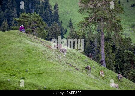 Donna seduta su una collina coperta di verde circondata da mucche da pascolo di giorno Foto Stock