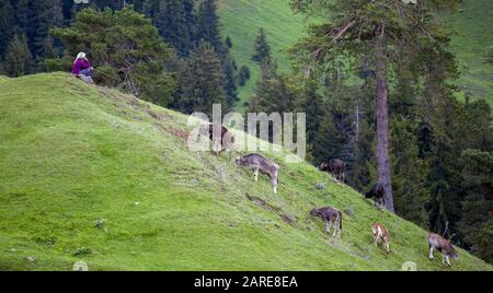 Donna seduta su una collina coperta di verde circondata da mucche da pascolo di giorno Foto Stock