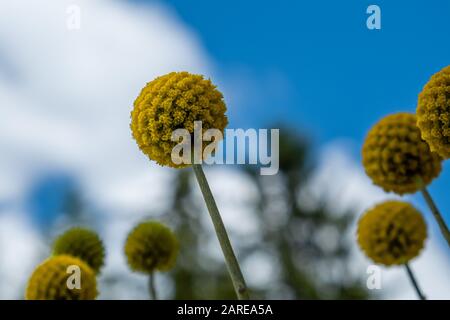 Closeup di Craspedias in un giardino sotto la luce del sole con uno sfondo sfocato Foto Stock