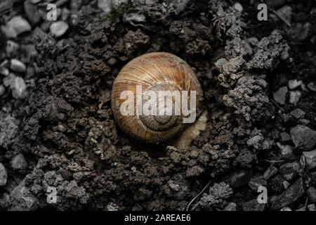 Closeup di una conchiglia di lumaca sul terreno circondato da piccole rocce sotto la luce del sole Foto Stock