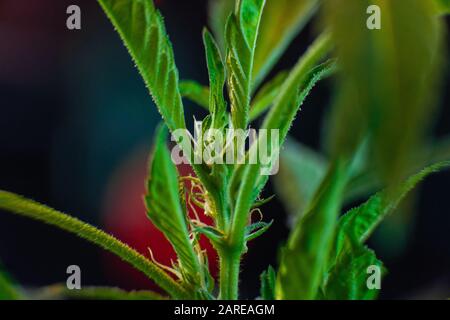 Fuoco selettivo primo piano di piccolo fiore su una pianta di marijuana. Cristalli e pistilli visibili sui bordi delle foglie sullo sfondo fuori fuoco. Foto Stock