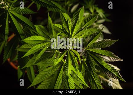 Colpo di testa con fuoco selettivo che guarda giù sulle piante potted di cannabis. Le cime di due piante sane di marijuana visto dall'alto su uno sfondo nero. Foto Stock