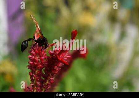 Una vespa di vasaio appollaiata su un fiore rosso di celosia. Surakarta, Indonesia. Foto Stock