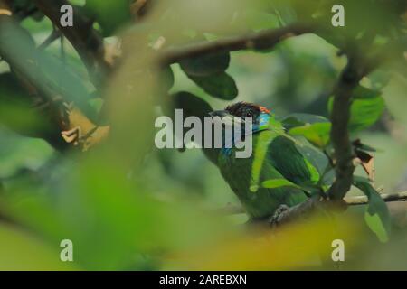 una bella barbet (psilopogon asiaticus) in chintamoni kar santuario degli uccelli, kolkata nel bengala occidentale, india Foto Stock