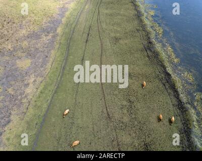 Australia Cows pascolare vista aerea con percorsi animali e veicoli, campo verde e uno sfondo naturale acqua. Foto Stock