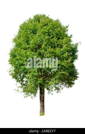 Alberi isolati su sfondo bianco Foto Stock