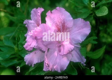 PRIMO PIANO DI UN BELLISSIMO FIORE ROSA AZALEA. Foto Stock