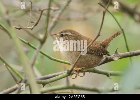 Un bellissimo Wren, Troglodytes troglodytes, che si stringe in un cespuglio di spina che canta. Foto Stock