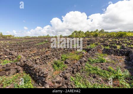 Unici vigneti vulcanici Lajido sull'isola di Pico nelle Azzorre, Portogallo. Foto Stock