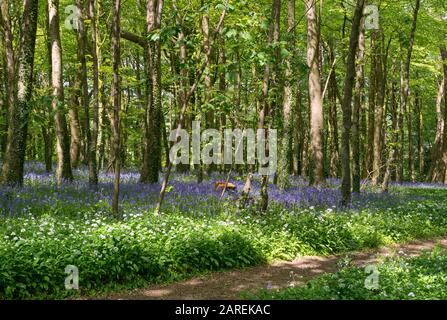 Browns Ham Woods, Bluebell Wood, North Devon, Regno Unito Foto Stock