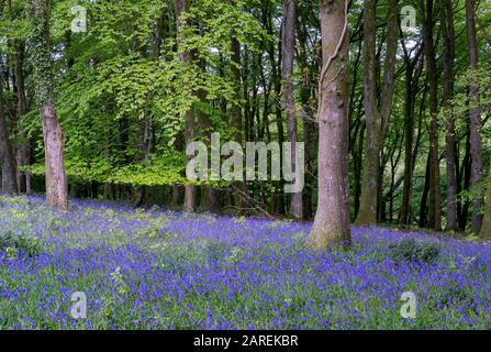 Browns Ham Woods, Bluebell Wood, North Devon, Regno Unito Foto Stock