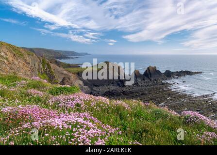 Hartland scogliere, Con fioretti rosa, North Devon, Regno Unito Foto Stock