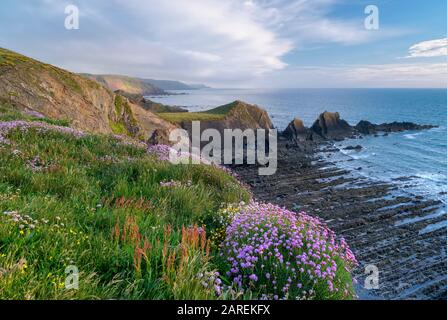 Hartland scogliere, Con fioretti rosa, North Devon, Regno Unito Foto Stock