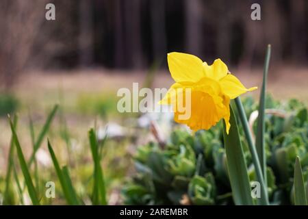 Giallo daffodil fiore primo piano contro una foresta sfondo copia spazio Foto Stock