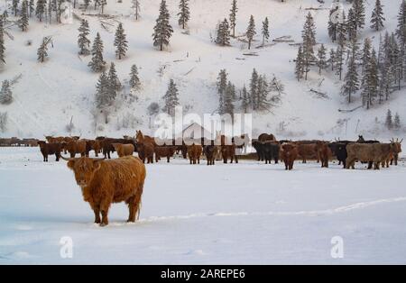 Vacca scozzese di fronte a un allevamento di cavalli e bovini su un pascolo innevato a Beavertail, Montana. Bos Taurus Regno: Animalia Ph Foto Stock