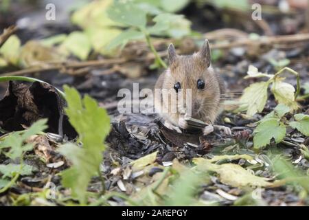 Mouse di legno (Apodemus silvaticus) mangia semi di girasole, Hesse, Germania Foto Stock