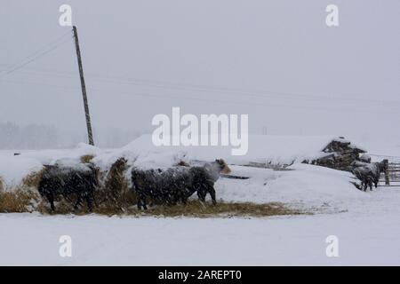 Bovini neri in forte nevicata, accoccolati vicino a balle di fieno, in un allevamento di bovini, a Beavertail, Montana Bos taurus Kingdom: Animalia Phylum: Chordata Clas Foto Stock