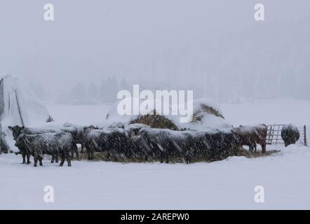 Bovini neri in forte nevicata, accoccolati vicino a balle di fieno, in un allevamento di bovini, a Beavertail, Montana Bos taurus Kingdom: Animalia Phylum: Chordata Clas Foto Stock