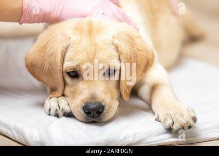 primo piano labrador cucciolo cane riposante in braccia di veterinario sanitario professionale. Foto Stock