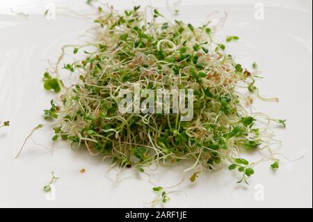 Germogli freschi diritto dal vaso germogliante Foto Stock