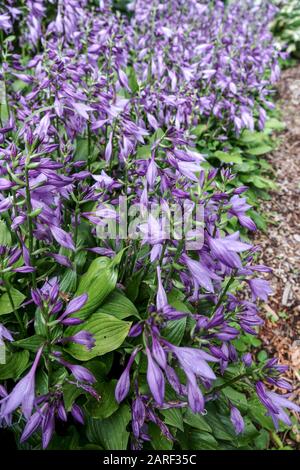 Blue Hosta fiori 'Betsy King' Hosta giardino di confine pianta in letto Foto Stock