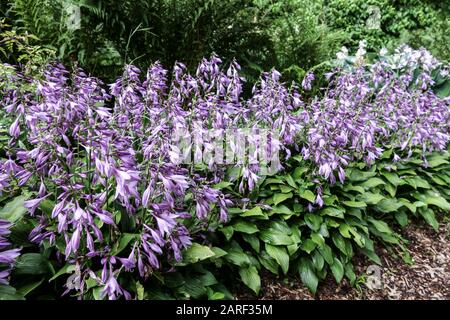 Border Hosta 'Betsy King' fiori in fiore, aiuole da giardino estivo, letti da fiori da giardino Beauty hosta Foto Stock