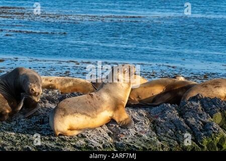 Enormi colonie di leoni marini e pellicce su un'isola nel canale di Beagle vicino Ushuaia Tierra del Fuego, Argentina. Foto Stock