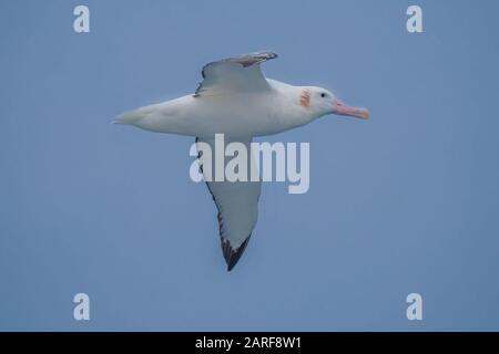 Albatross vagante, passaggio Drake, Antartide. Ha il wingspan più lungo di ogni uccello vivente e una gamma circumpolare nell'Oceano Meridionale. Foto Stock