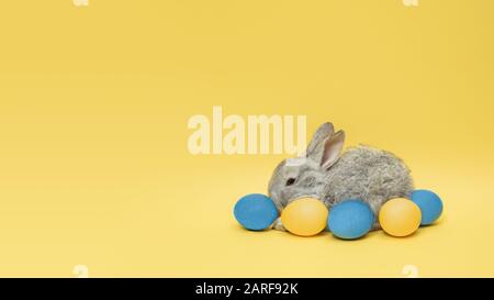 La caccia alle uova sta arrivando. Adorabile coniglietto di Pasqua vicino da uova dipinte isolato su sfondo giallo studio, volantino per il tuo annuncio. Biglietto d'auguri con copyspace. Concetto di vacanze, primavera, festa. Foto Stock