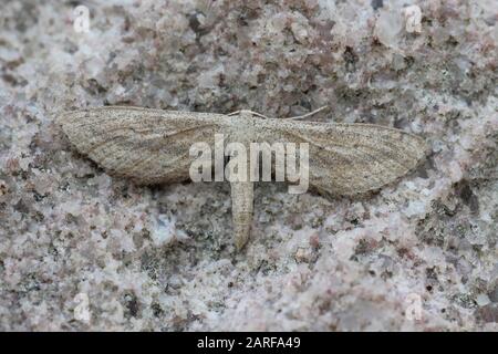 Non Identificato Moth, Bhuj, Gujarat, India Foto Stock
