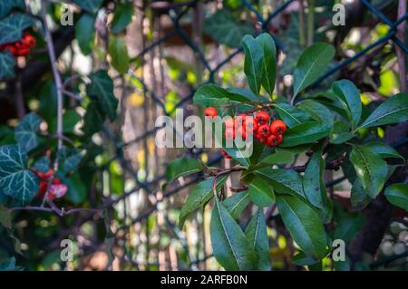 Bacche arancioni che crescono tra le foglie verde scuro sulla recinzione colpito dalla luce del sole Foto Stock
