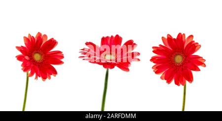 Tre margherite rosse (gerbera) fiori isolati su sfondo bianco Foto Stock